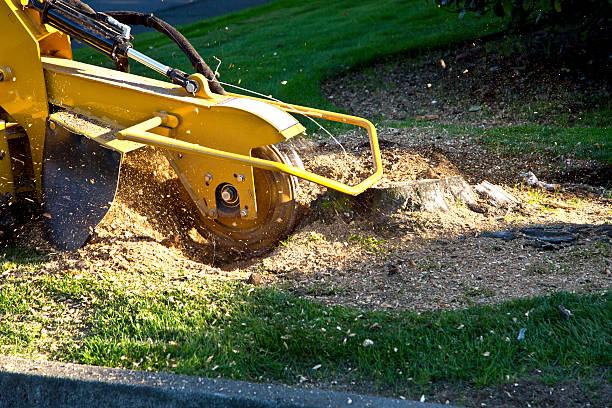 Best Seasonal Cleanup (Spring/Fall)  in Stroville, CA