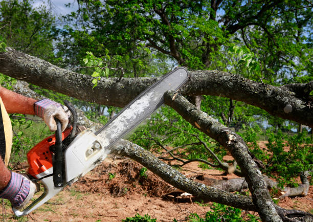 Best Fruit Tree Pruning  in Stroville, CA